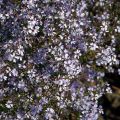 Aster cordifolius Idéal