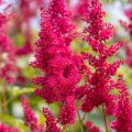 Astilbe arendsii Fanal