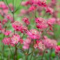 Astrance - Astrantia major Ruby Star