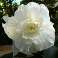 Begonia Grandiflora Blanc