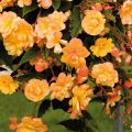 Bégonia retombant Illumination®  tons abricot - Begonia pendula x tuberhybrida
