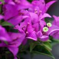 Bougainvillée - Bougainvillea spectoglabra Violet de mèze