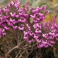 Erica x darleyensis Kramer's Rote - Bruyère de Darley