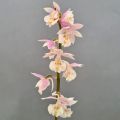 Calanthe Pink & Cream - Orchidée vivace