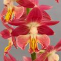 Calanthe Red Sunset - Orchidée vivace