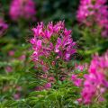 Cleome spinosa Sparkler 2.0 Rose