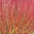 Cornus ou Cornouiller Sanguinea Mid Winter Fire