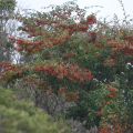 Cotoneaster lacteus - Cotoneaster laiteux.