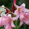 Crinum Powellii Rose