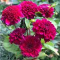 Dahla anémone Purple Bouquet