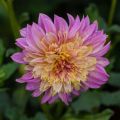 Dahlia Anemone Garden show