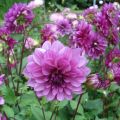 Dahlia décoratif Blue Bell