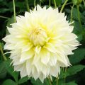 Dahlia Canary Fubuki