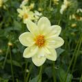 Dahlia Collerette Clair de Lune