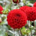 Dahlia Pompon Red Fox