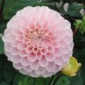 Dahlia Wizard Of Oz