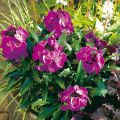 Giroflée vivace - Erysimum Winter Joy