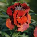 Giroflée vivace - Erysimum Winter Passion