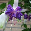 Fuchsia retombant Blue Angel