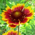 Gaillarde Royale rouge et jaune