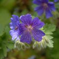 Géranium vivace magnificum Rosemoor - Géranium vivace hybride bleu 