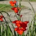 Glaieul ou Gladiolus Mirella