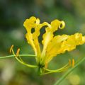 Gloriosa lutea - Lis glorieux jaune