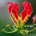 Gloriosa rothschildiana - Lis glorieux