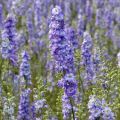 Graines de Delphinium DelQIS White Blue Edge - Pied d'alouette