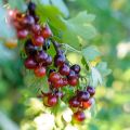 Groseiller - Ribes Jostaberry Buisson