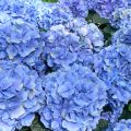 Hortensia - Hydrangea macrophylla Bodense