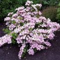 Hortensia - Hydrangea French Bolero