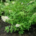 Hortensia - Hydrangea paniculata Grandiflora