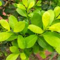 Ilex paraguariensis - Yerba maté, Thé du Paraguay