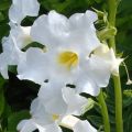 Incarvillea Snowtop