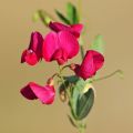 Lathyrus latifolius Red Pearl - Gesse à larges feuilles