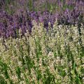 Lavande - Lavandula angustifolia Rosea