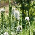 Plume du Kansas, Liatris spicata Floristan White