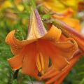 Lis trompette - Lilium x regale African Queen