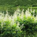 Lupin indigo - Baptisia australis Alba