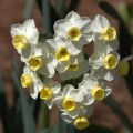 Narcisse Avalanche - Narcissus tazetta