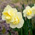 Narcisse Yellow Cheerfulness