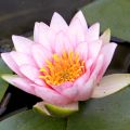 Nymphaea Fabiola - Nénuphar rose