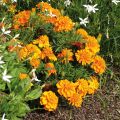 Œillet d'Inde Bonanza Orange - Tagetes patula