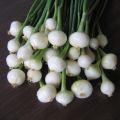 Oignon blanc - Allium cepa - Sac de 500gr