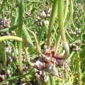 Oignon rocambole - Allium cepa proliferum - Oignon d'Egypte