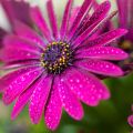 Osteospermum Dalina Red Dark