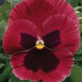 Pensée à fleurs moyennes Matrix Rose Blotch - Viola hybrida Matrix F1