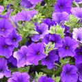 Petunia Surfinia Violet 06 bleu violet