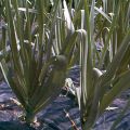 Poireau perpétuel des vignes - Allium ampeloprasum - Poireau vivace